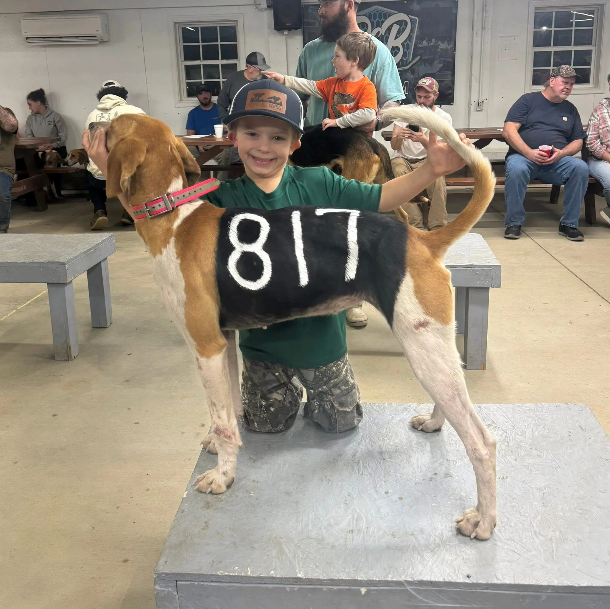 Child posing with numbered hunting dog indoors.