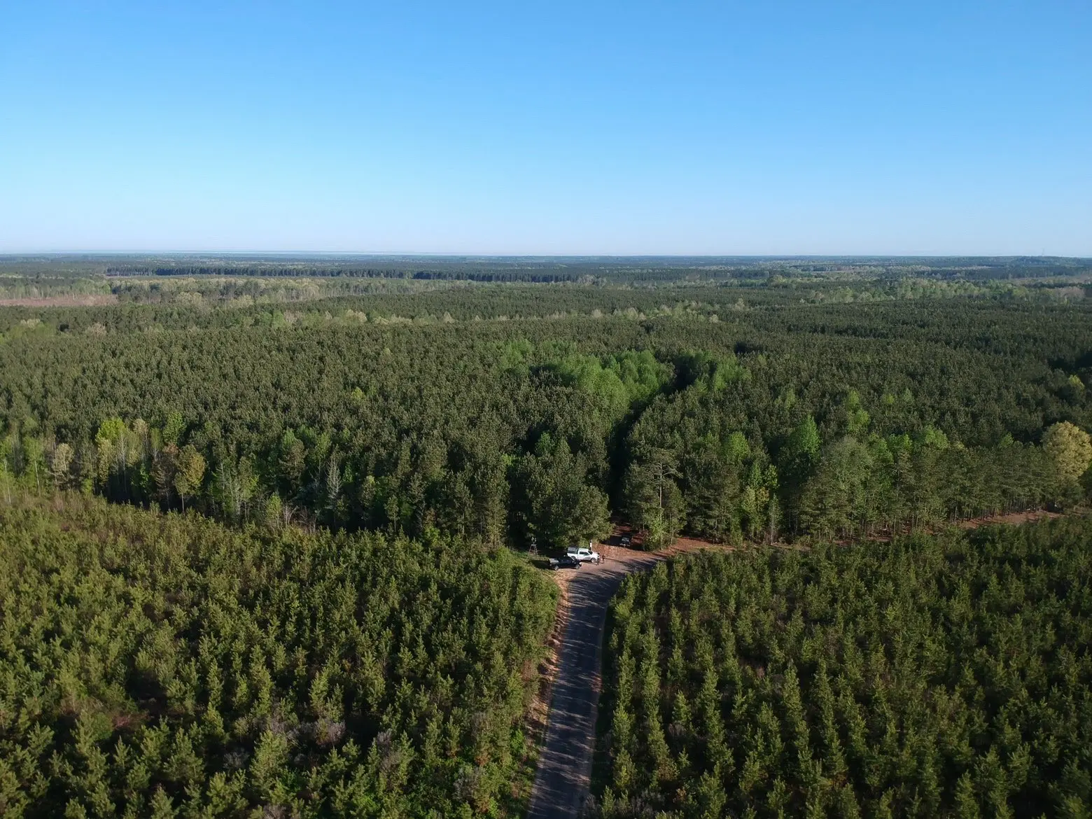 Aerial view of dense forest and road.